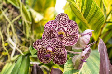 Scenic orchids from National Orchid Garden of Singapore with focus on central flowers