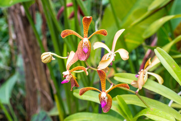 Naklejka na ściany i meble Scenic orchids from National Orchid Garden of Singapore with focus on central flowers