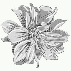 vector isolated flower.realistic flower for party design. suitable for greeting cards, wedding, pattern printing