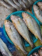 신선한 바다 해산물 조기, 생선
