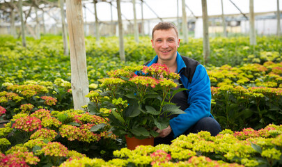 Portrait of mature male gardener working with plant of hortensia in pots in greenhouse