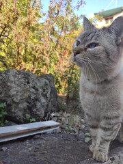 Obraz premium cat in the garden