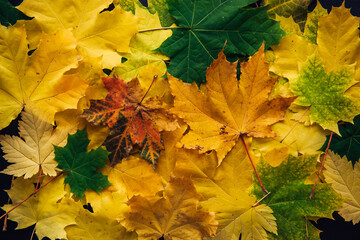 Naklejka na ściany i meble Autumn colorful leaves close up. Vibrant maple tree foliage. Collection of different fall leaves, texture background.