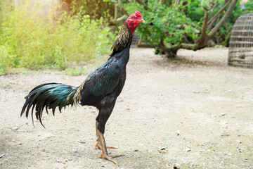 Thai fighting cock standing in Thai farm in Thailand.