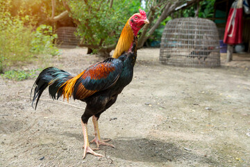 Thai fighting cock standing in Thai farm in Thailand.