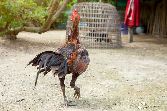 Thai fighting cock standing in Thai farm in Thailand.
