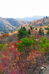 紅葉の武奈ヶ岳 登山道からの眺め