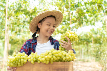 An Asian girl holds a grape and a box of grapes in her hand. Children working inside a vineyard in the background of green vineyards. The child was wearing a plaid shirt and a smiling hat. Grape farm