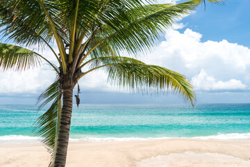 Naklejka na ściany i meble Tropical coconut tree at beach and white sand in summer season with sun light blue sky.
