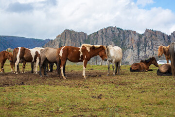 Fototapeta na wymiar Herd of horses on mountains meadows of mongolian Altai