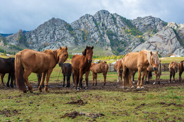 Fototapeta na wymiar Herd of horses on mountains meadows of mongolian Altai