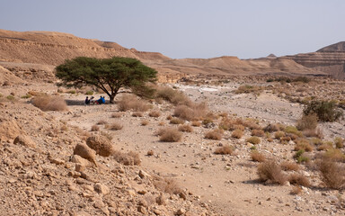 Fototapeta na wymiar Tourists resting in the shade of a large acacia tree on a hiking trail in wadi Zafit, remote part of Negev desert, Israel. Desert landscape with limestone mountains, sandy hills and rock formations.
