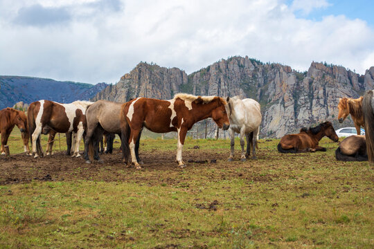 Herd of horses on mountains meadows of mongolian Altai