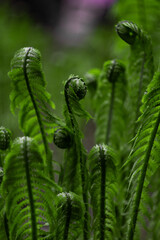 Young green shoots of ferns. Forest glade. Plants in nature. Spring season. New life. Green curls. Close up. Blurred background.