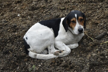 beagle puppy in the grass