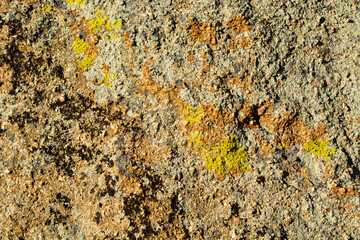 Green lichen background in the stone.