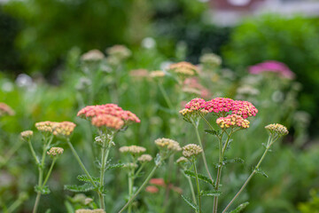 Close-up of pink blossoms and buds of milfoil (achillea) © jokuephotography