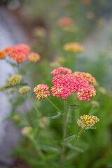 Close-up of pink blossoms and buds of milfoil (achillea)