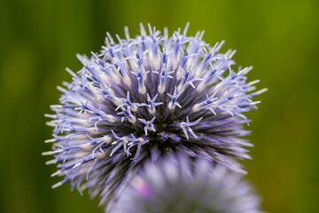 Close-up of a blooming blue global thistle with blurry background