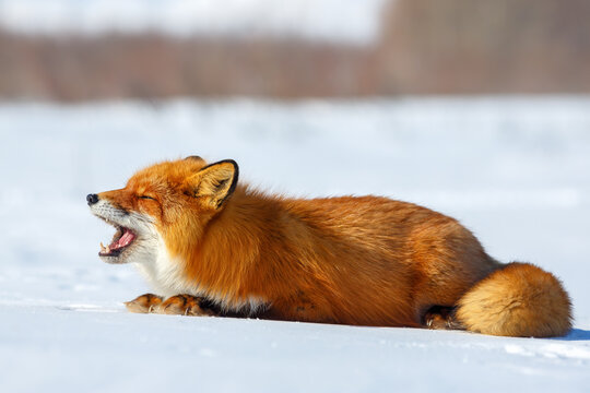 Red fox (Vulpes). The fox lies in the snow and yawns with its mouth open. Peaceful sleepy state. Arctic wildlife. Wild animal in its natural habitat. Nature of Chukotka and Siberia. Far East of Russia