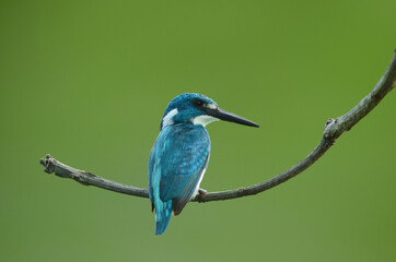 Small blue king fisher on stalk with green background nature 