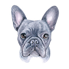 Watercolor illustration of a funny dog. Hand made character. Portrait cute dog isolated on white background. Watercolor hand-drawn illustration. Popular breed dog. french bulldog