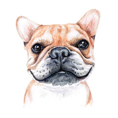 Watercolor illustration of a funny dog. Hand made character. Portrait cute dog isolated on white background. Watercolor hand-drawn illustration. Popular breed dog. french bulldog