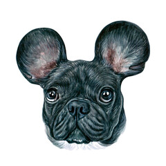Watercolor illustration of a funny dog. Hand made character. Portrait cute dog isolated on white background. Watercolor hand-drawn illustration. Popular breed dog. french bulldog