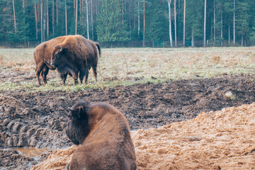 Family of herbivorous bison in their habitat. © Hunman