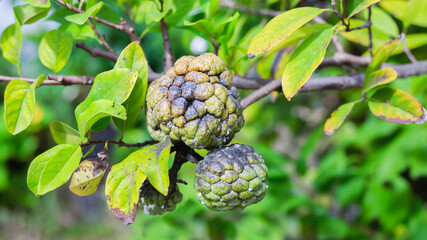 Annona fruit that was destroyed by pests.