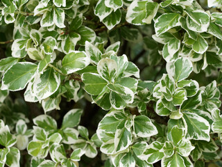 (Eunonymus fortunei) Fusain de fortune au port buissonnant, rameaux érigés, aux feuilles panachées de vert borduré de blanc finement dentée 