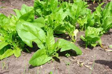 green leaf spinach plant cultivation on organic farm, ecological vegetables. selective focus