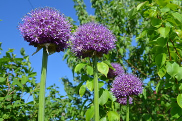 Цветы, природа