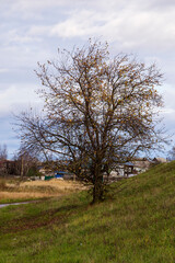 lonely Apple tree, autumn