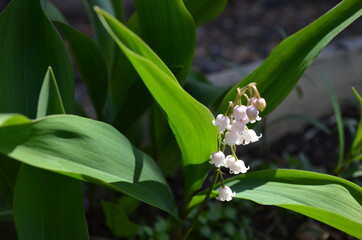 Obraz premium Цветы, природа