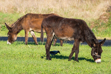 Two Mules and a Crow Eating Together on a Warm Autumn Day