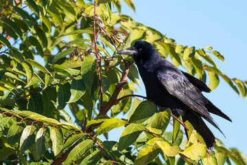 A Beautiful Rook Perched in a Tree on a Warm Autumn Day
