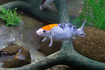 Koi Fish. Carp Japanese fish fish in orange, white, black, yellow, colors.