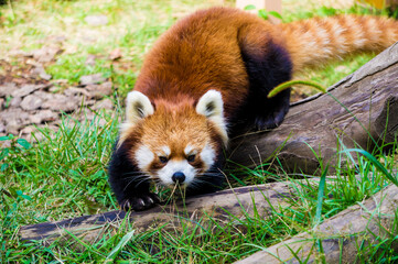 かわいいレッサーパンダ © kazu8