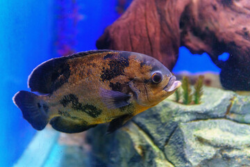 Aquarium fish. Cichlid astronotus, or Oscar. Freshwater fish. The bright Oscar fish is a South...