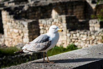 Black Sea Seagull resting on the edge of the wall