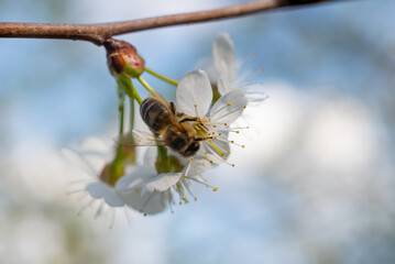 honey bee collects honey and pollen from a white flower