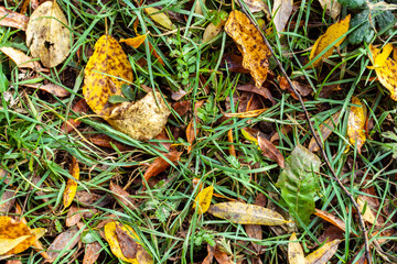 Fallen leaves on grass background