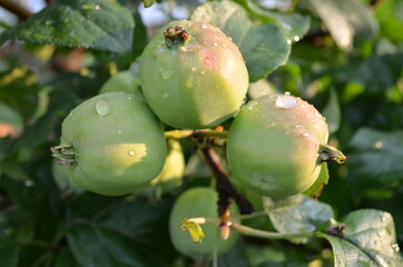 Яблоко, сад, вкусно, роса, зеленое, на яблоне