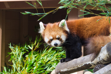 かわいいレッサーパンダ