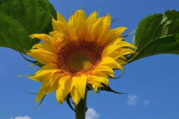 подсолнух, радость, счастье, позитив, красота, картина, голубое небо, желтый, солнце