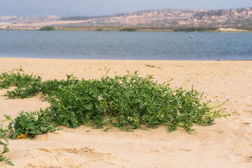 Sand dunes on the beach and Sea Rocket flowers in bloom, beautiful pink wildflowers growing on the sandy beach.