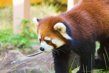 かわいいレッサーパンダ