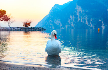 swans and ducks on lake Garda against of a picturesque sunset and mountains