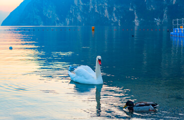 swans and ducks on lake Garda against of a picturesque sunset and mountains